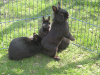 Fanny, Ciboulette et Luna