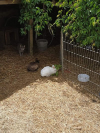 Croquettes pour lapins et lapins nains adultes pas chères à Nantes