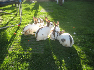 Lapins de batterie